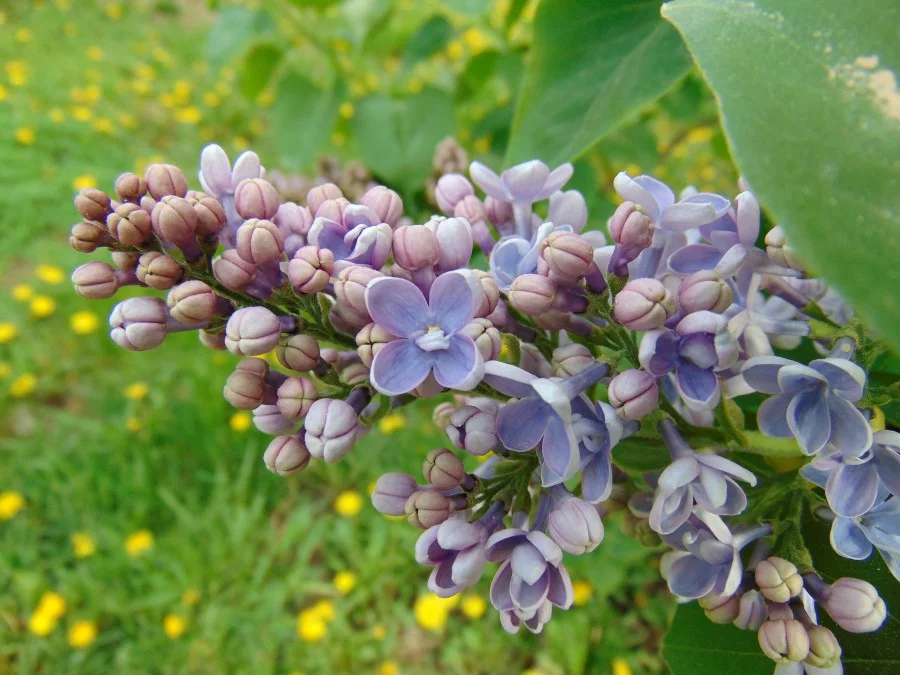Jarní výsadba šeříku – krok za krokem