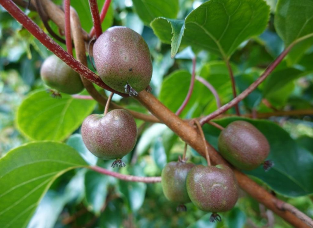 Keř s červenými a zelenými plody plnými vitamínů. Zajímavé odrůdy a pěstování mini kiwi (aktinidie)