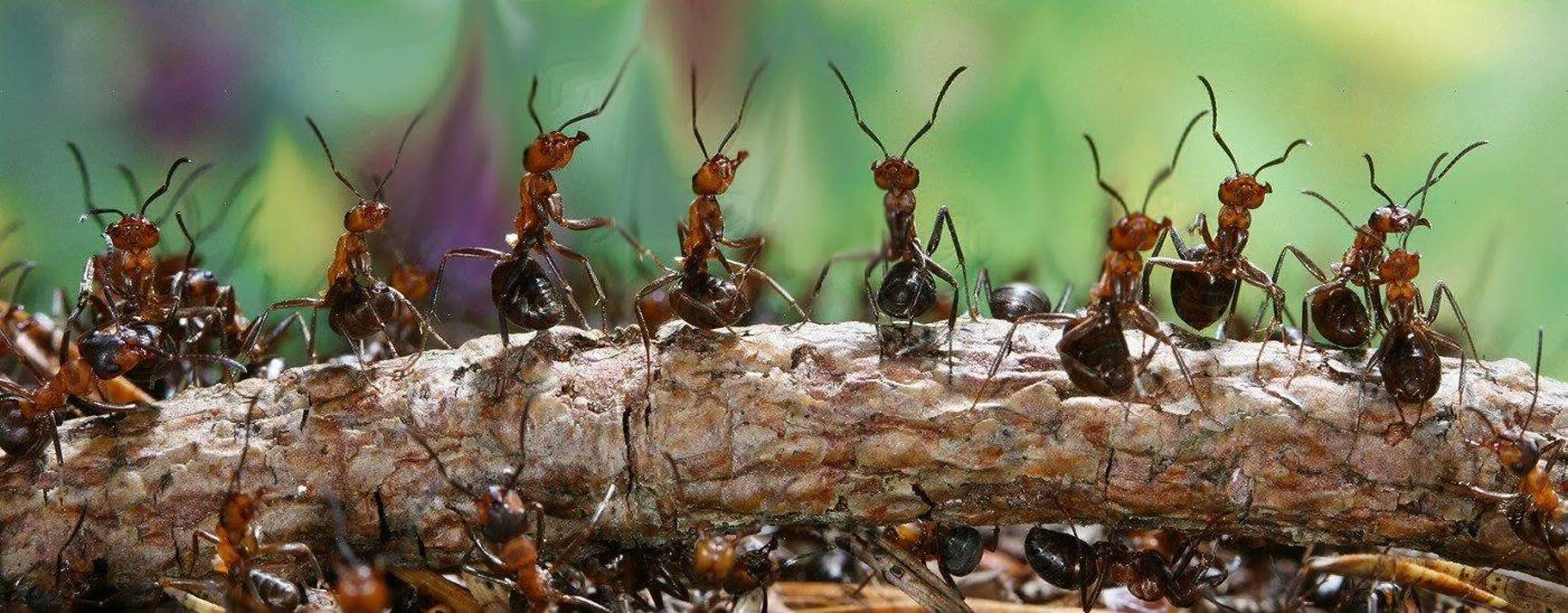 Jak použít kuchyňskou sůl k rychlému zničení mravenců bez insekticidů