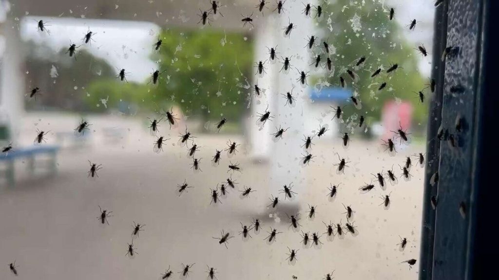 Zasaďte do zahrady. Komáři se už neobjeví.