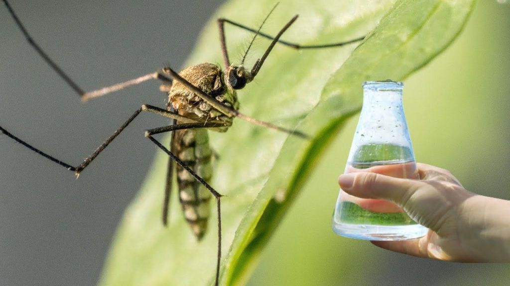 Ani citronella, ani levandule: rostlina, kterou potřebujete, abyste odháněli komáry ze své terasy.