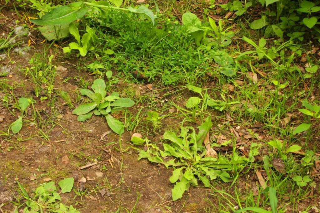 Jste unavení z vytrhávání plevele? Tři stisknutí – a vše je suché. Stačí přidat jednu lžičku do vody.