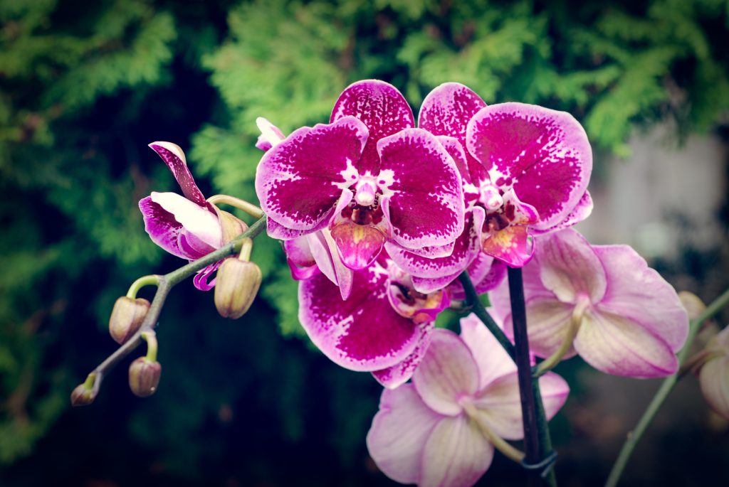 Co dělat s kořeny orchideje, které vyčnívají z květináče: mnoho lidí dělá tuto chybu