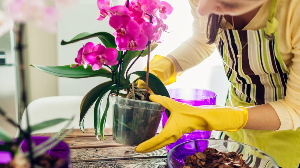 Přidejte vodu a nalijte do hrnce. Orchidej rozkvete