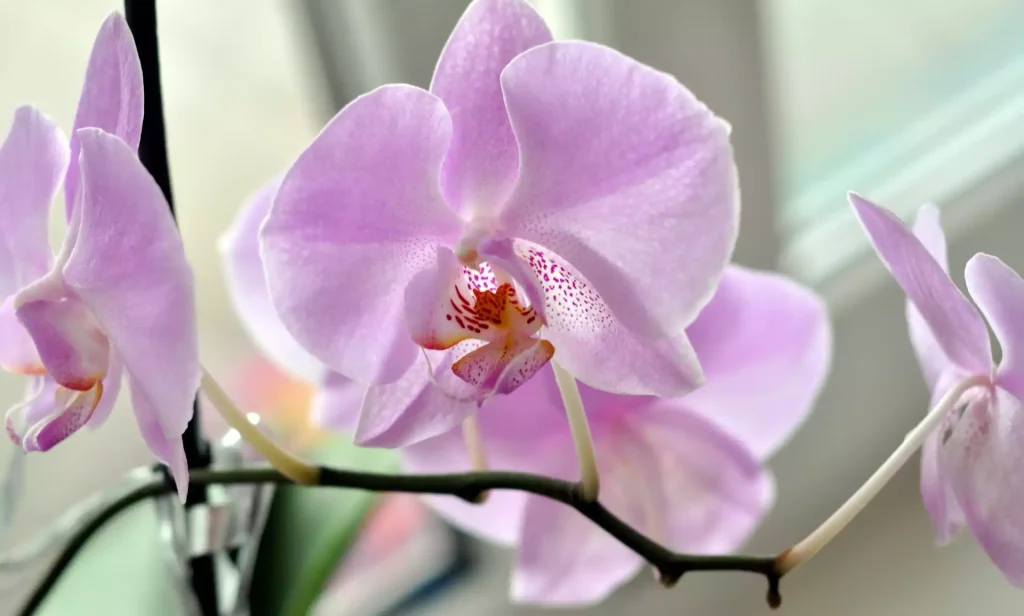 Expert na rostliny: „Aby nedošlo ke zničení všech vašich orchidejí, je důležité je přesadit do ne příliš velkého květináče a odstranit všechny suché kořeny.“