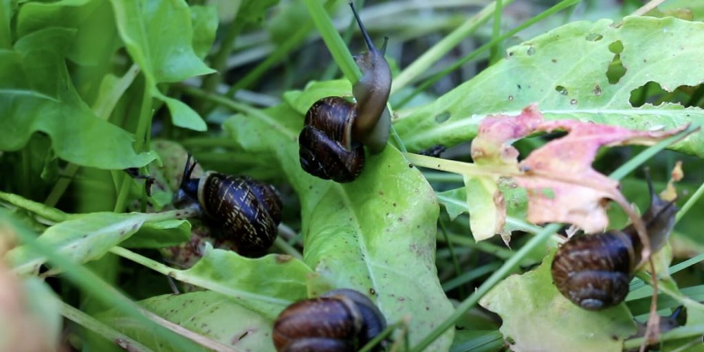 Účinný způsob, jak se zbavit šneků v zahradě. Lepší než sůl nebo popel
