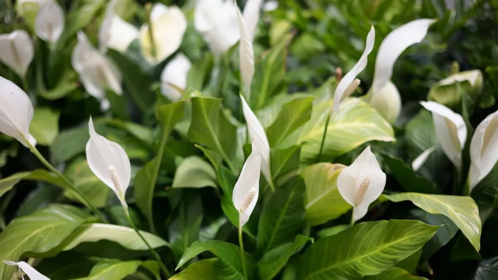 Stačí jen 1 čajová lžička, aby spathiphyllum krásně rozkvetlo. Díky této přísadě se květináč naplní bílými květy. Domácí hnojivo pro spathiphyllum