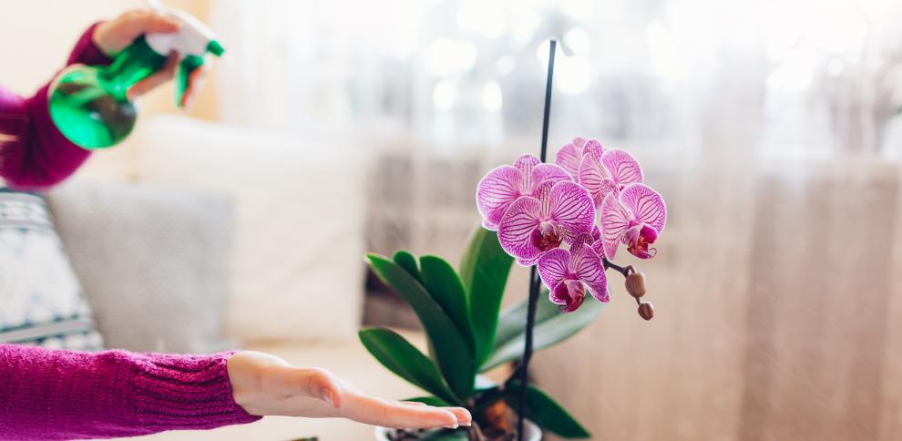 Expert na rostliny: „Aby nedošlo ke zničení všech vašich orchidejí, je důležité je přesadit do ne příliš velkého květináče a odstranit všechny suché kořeny.“