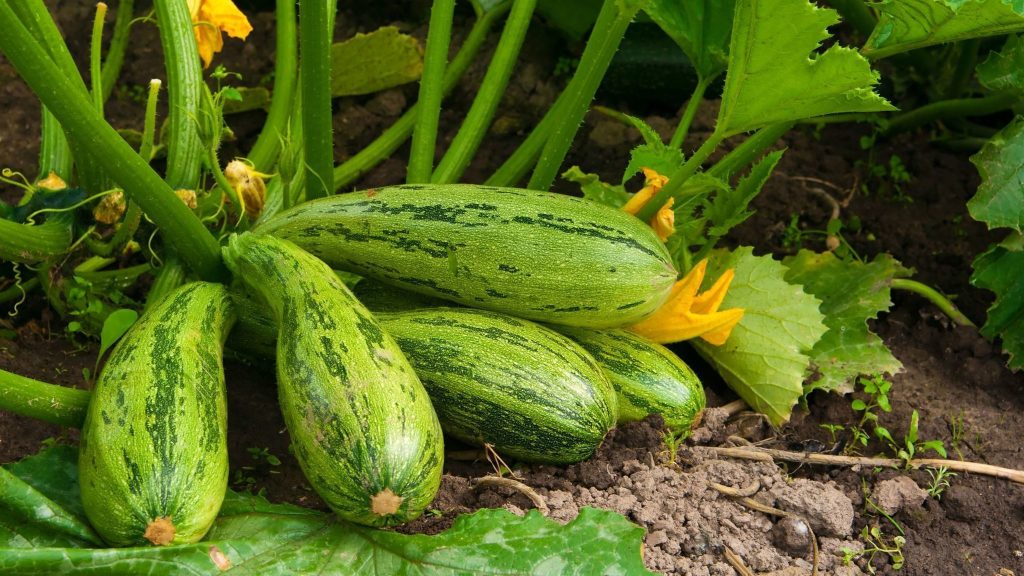 Rostliny, které se nemají sázet vedle okurek