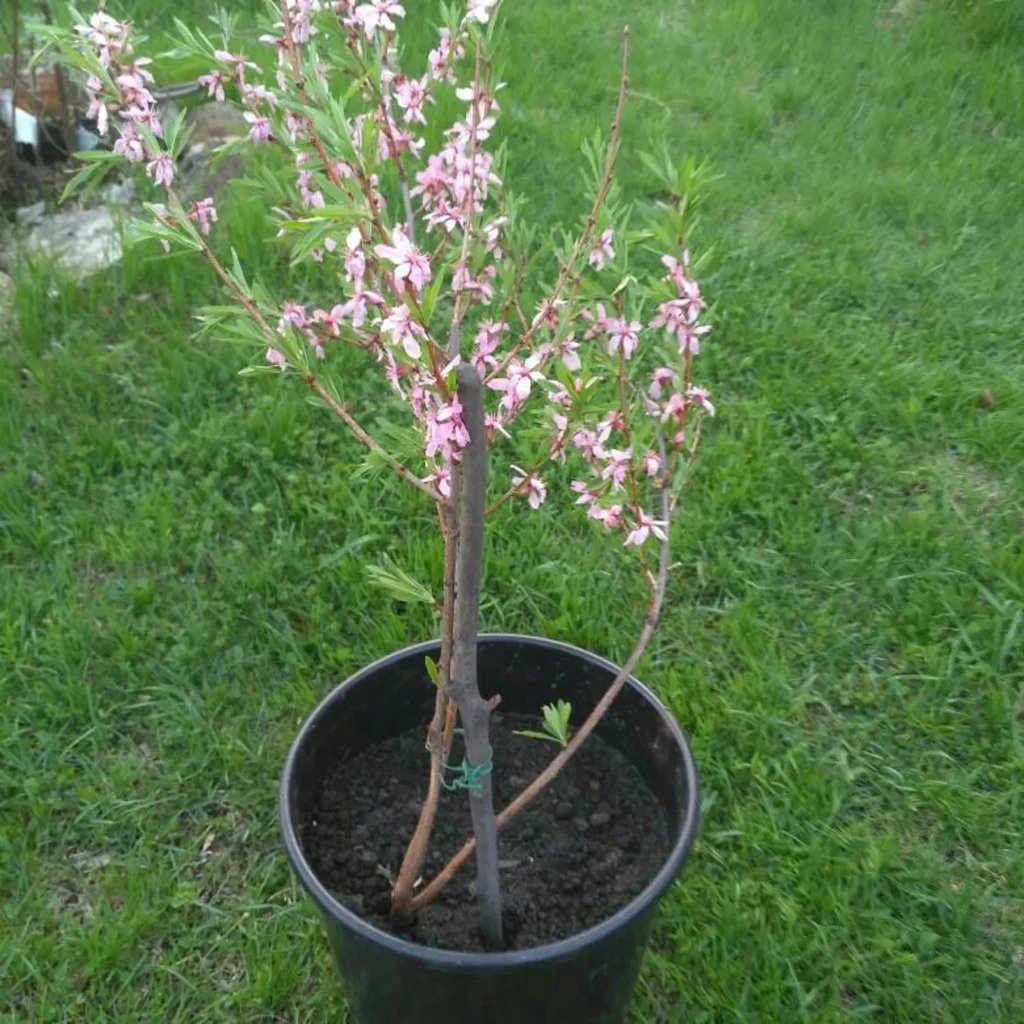 Vypěstujte si vlastní mandloň ze semen pomocí tohoto domácího triku od zkušených zahradníků.