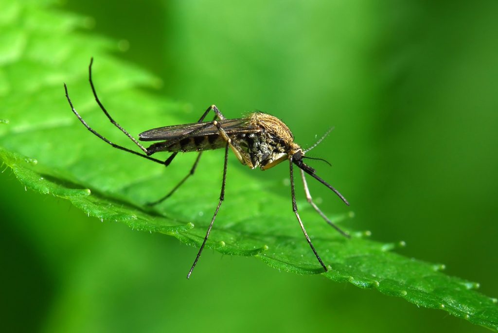 Přírodní způsob, jak odpudit komáry z vaší terasy bez insekticidů