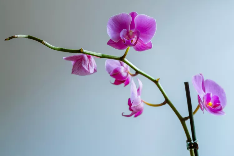 Je třeba zastřihnout stonek orchideje, pokud květy zvadly? Co dělat pro lepší kvetení