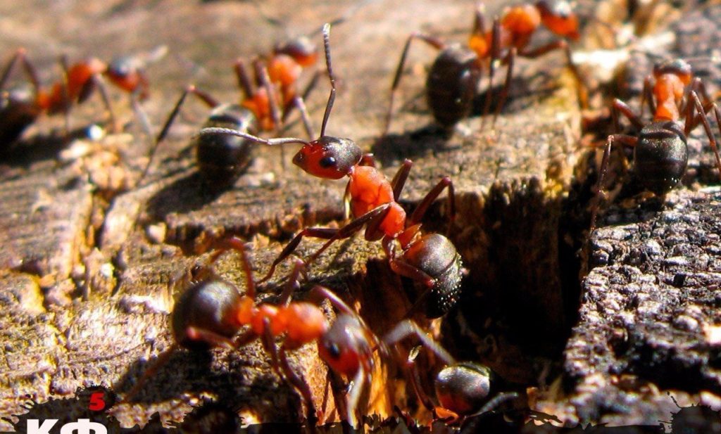 Mravenci: jak se vyhnout invazi do domu nebo se jí zbavit?