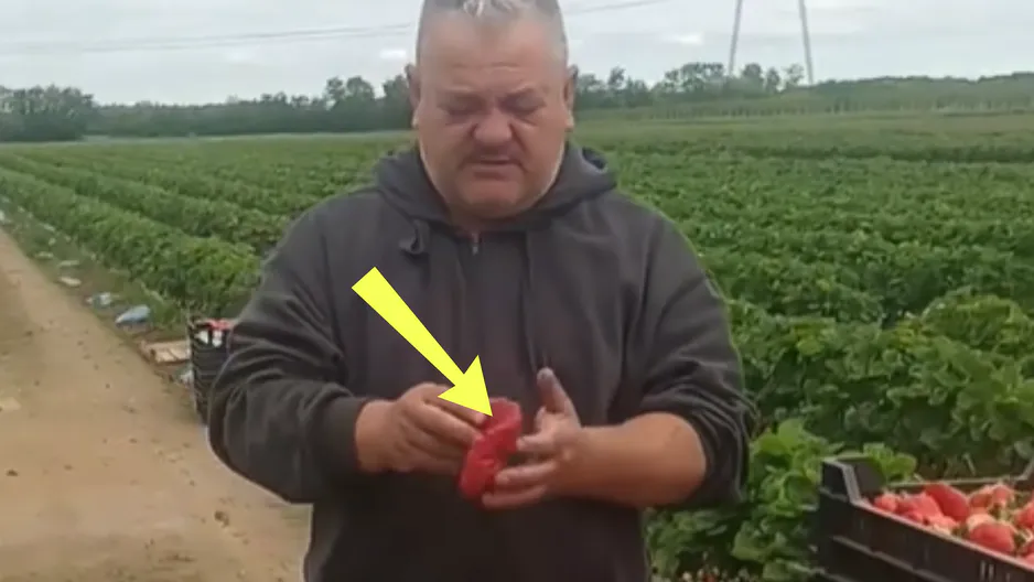 Zahradník z Rumunska ukázal jahody. Češi si lámou hlavu