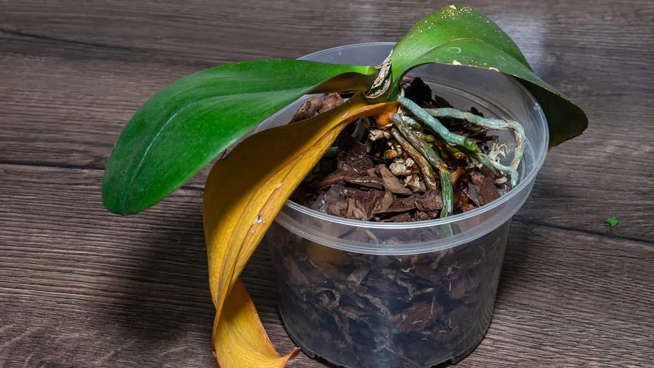 Vylijte do květináče. Orchidej ožije a vykvete novými květy.