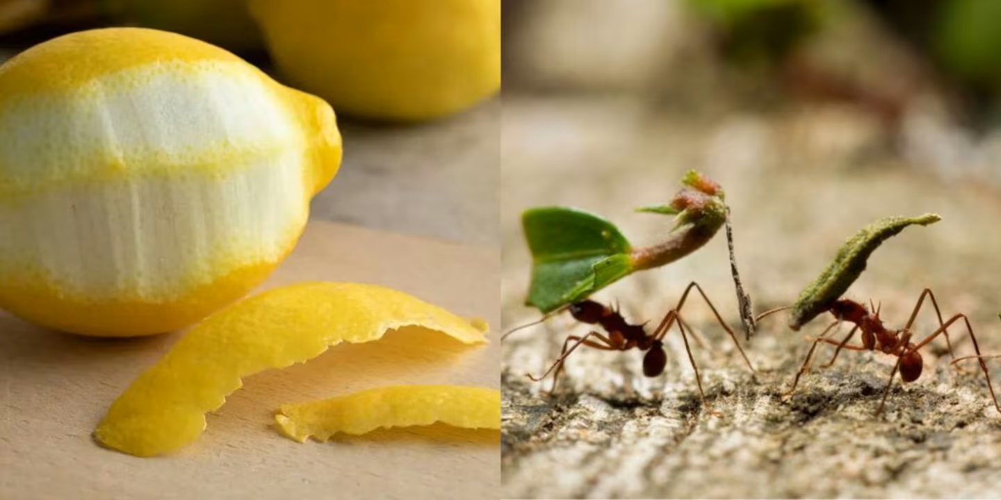 Nejlepší způsob, jak se navždy zbavit mravenců v domě pomocí citronové kůry