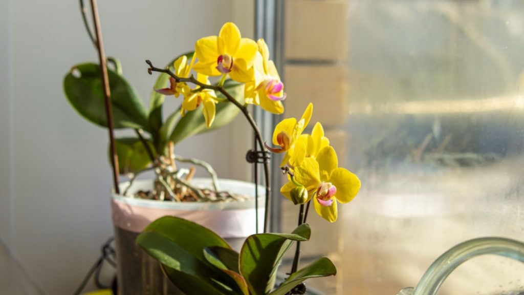 Jaký je ideální čas pro namáčení orchidejí ve vodě?