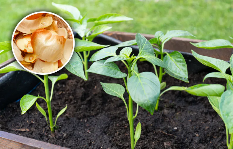 Smíchejte tři ingredience a zalijte papriky. Jednoduchý způsob, jak dosáhnout bohaté úrody