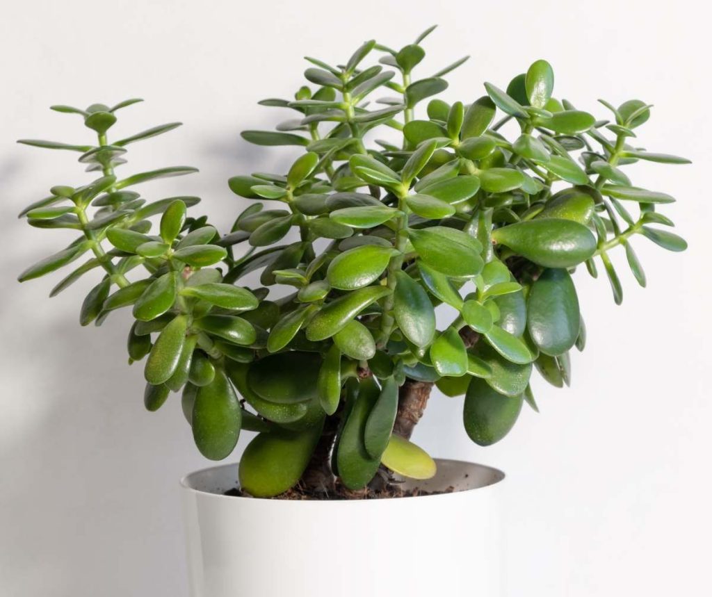 Feng Shui: 5 rostlin, které byste měli mít doma, aby vám přinesly mír a hojnost.