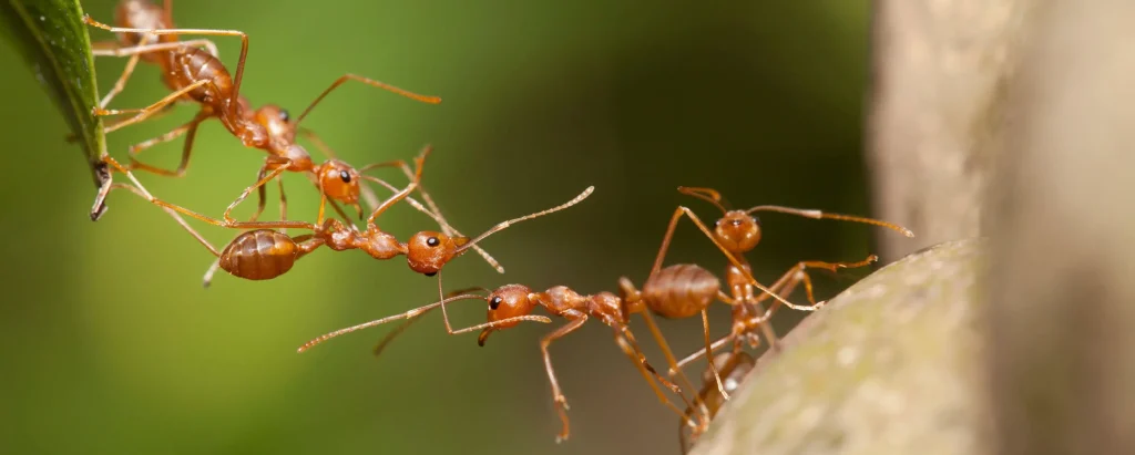 Jak použít kuchyňskou sůl k rychlému zničení mravenců bez insekticidů