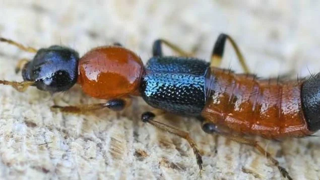 Ani nepomyslete na to, že byste tohoto brouka rozdrtili rukou, pokud ho najdete doma: tady je důvod, proč byste to neměli dělat