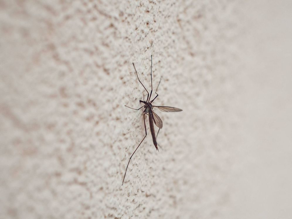 Přírodní způsob, jak odpudit komáry z vaší terasy bez insekticidů