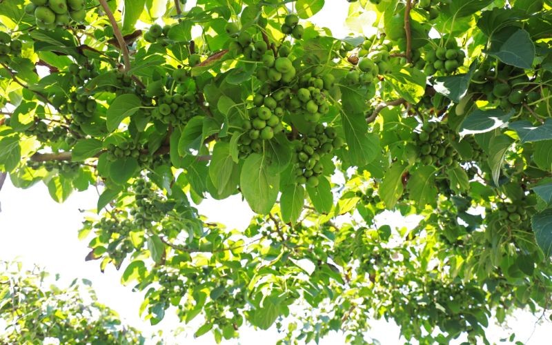 Keř s červenými a zelenými plody plnými vitamínů. Zajímavé odrůdy a pěstování mini kiwi (aktinidie)