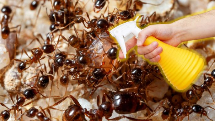 Účinné způsoby přirozeného odstranění mravenišť ve vaší zahradě