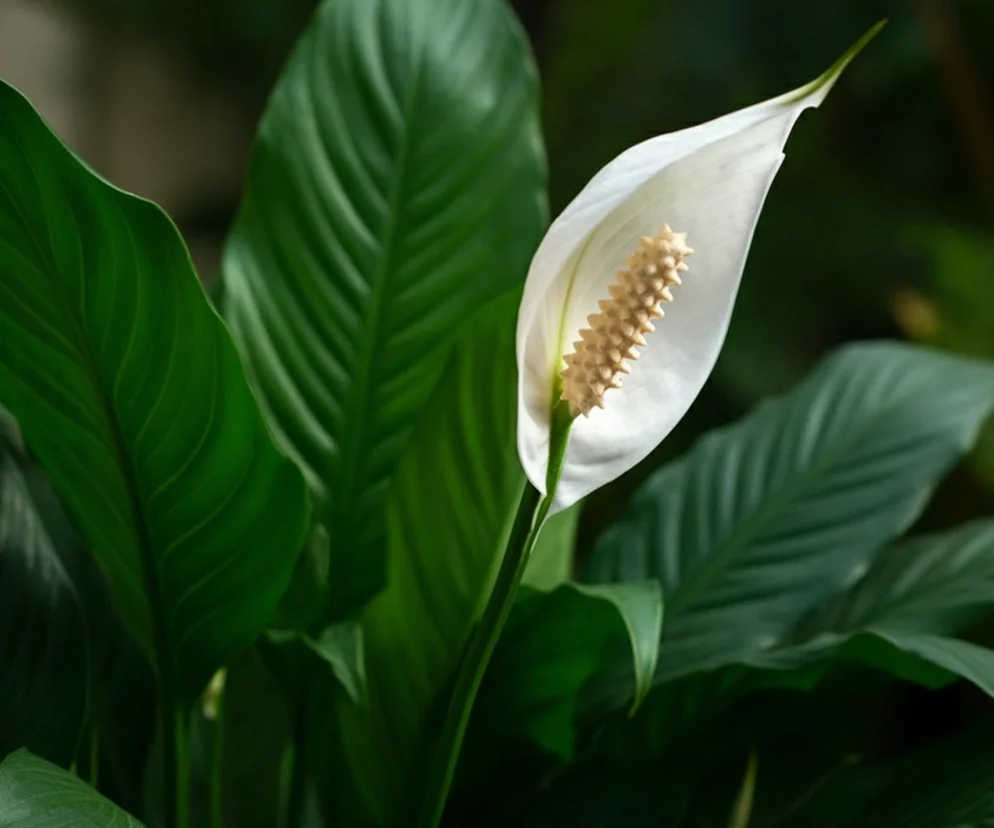 Stačí jen 1 čajová lžička, aby spathiphyllum krásně rozkvetlo. Díky této přísadě se květináč naplní bílými květy. Domácí hnojivo pro spathiphyllum