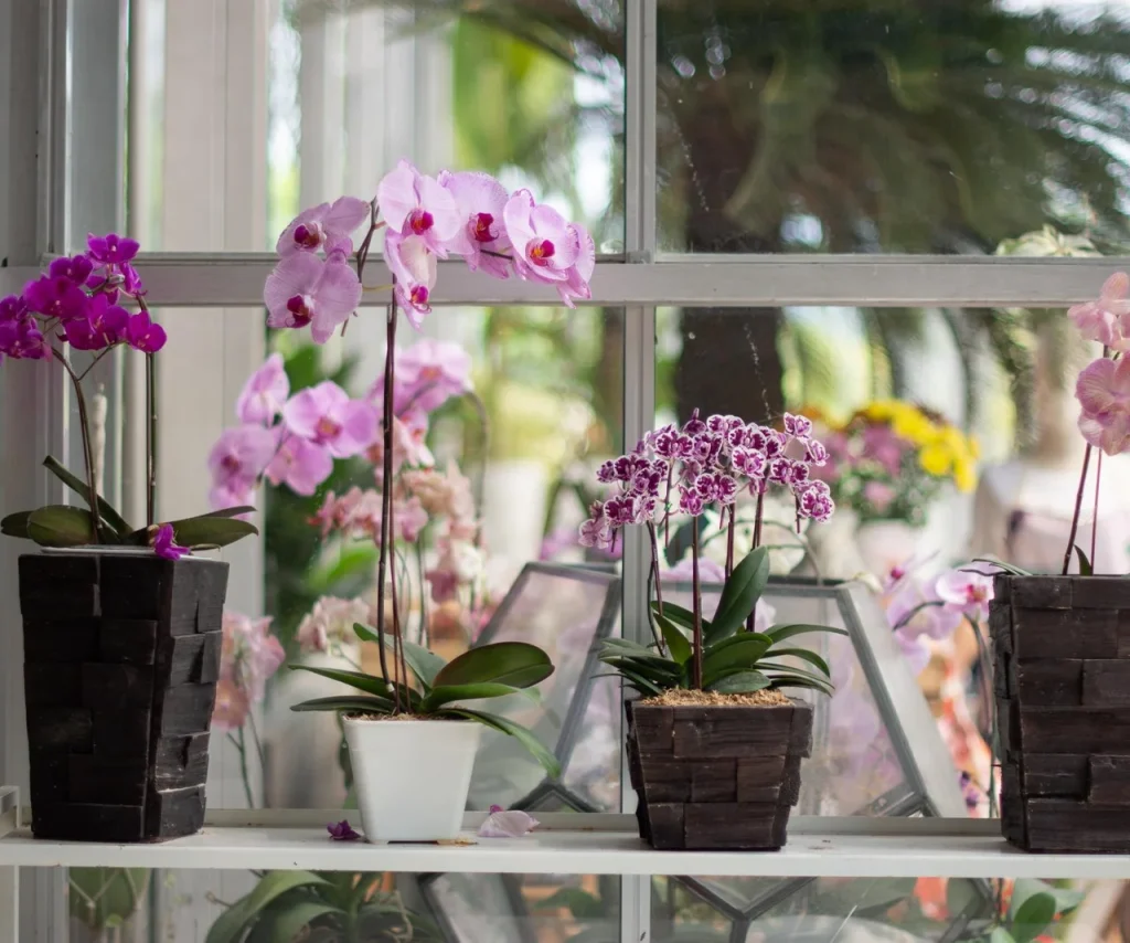 Provařte pouze skořápky a co nejdříve zalijte orchidej, která pak rozkvete nádhernými květy. Výživný nálev stimulující kvetení. Přírodní hnojivo pro orchideje