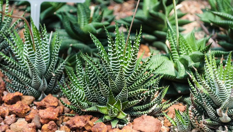 Zahradnictví: proč je zebra sukulentní rostlina, kterou chce mít každý doma