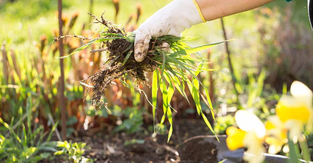 4 nejúčinnější domácí herbicidy: poradí si i s plevelem
