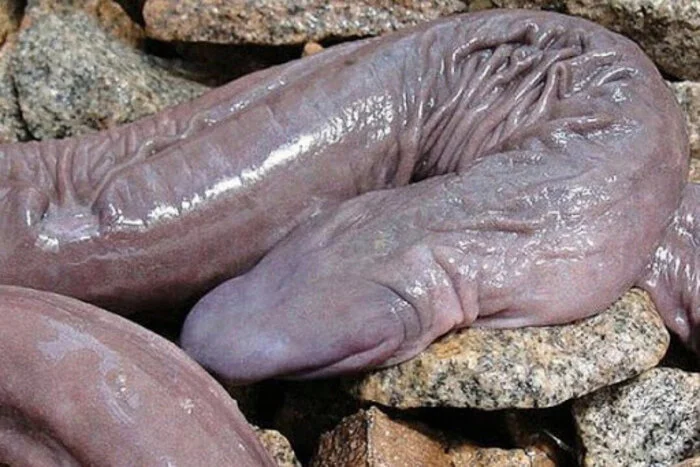 Tento tvor nemá uši, tlapy, ani plíce nebo žábry, ale přesto je úspěšným dravcem.