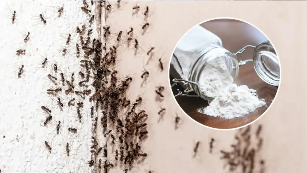 Domácí insekticid na bázi dvou složek, který hubí mravence jednoduchým a účinným způsobem.
