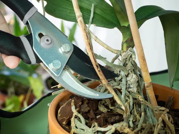 Je třeba zastřihnout stonek orchideje, pokud květy zvadly? Co dělat pro lepší kvetení