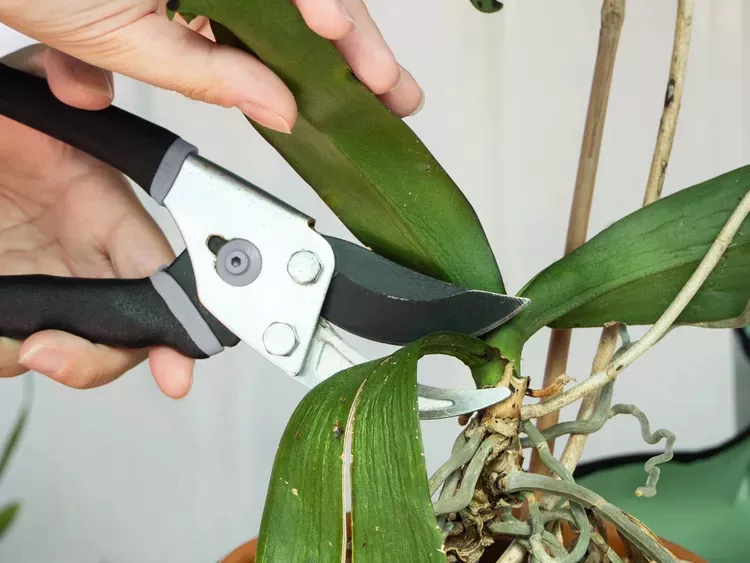 Je třeba zastřihnout stonek orchideje, pokud květy zvadly? Co dělat pro lepší kvetení