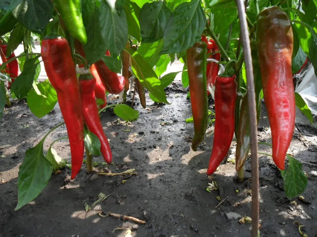 Smíchejte tři ingredience a zalijte papriky. Jednoduchý způsob, jak dosáhnout bohaté úrody