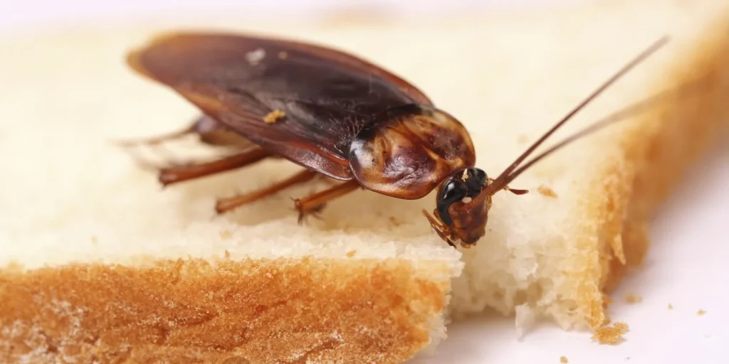 Ani nepomýšlejte na to, že byste švába rozmáčkli, pokud ho najdete doma: WHO varuje, proč byste to neměli dělat.