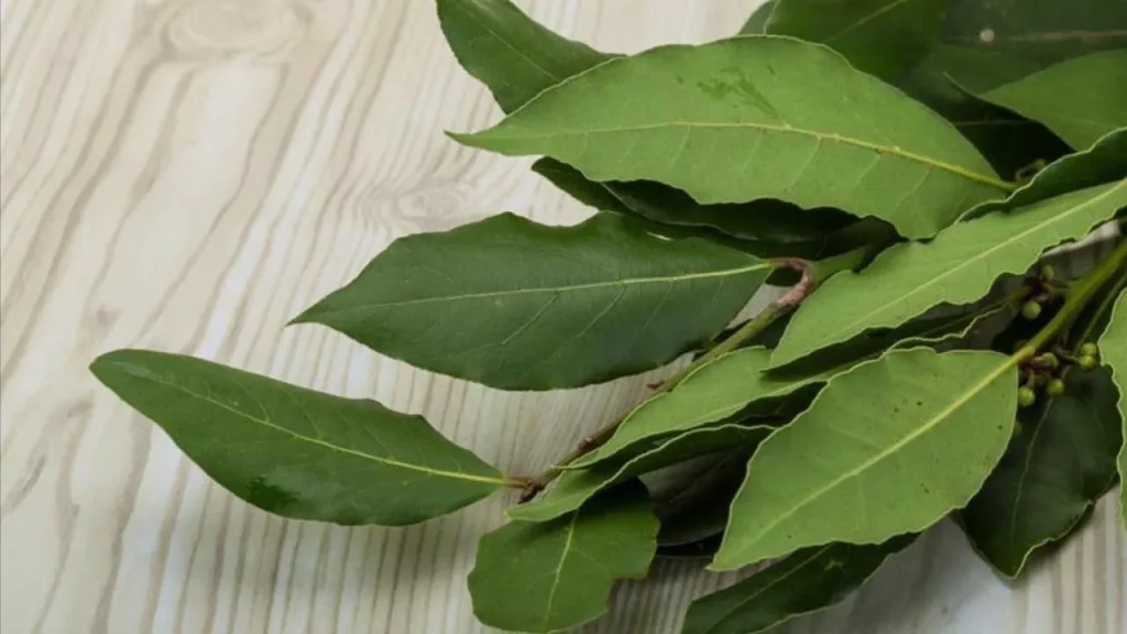 Sbohem, mouchy doma: k jejich odražení budete potřebovat pouze jednu ingredienci, kterou najdete v každé kuchyni