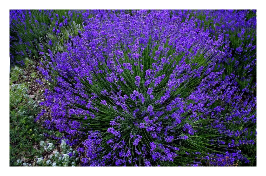 Ani citronella, ani levandule: rostlina, kterou potřebujete, abyste odháněli komáry ze své terasy.