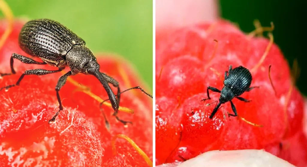 Zapomněla jsem na chemikálie: můj přírodní způsob, jak zachránit jahody před nosatcem
