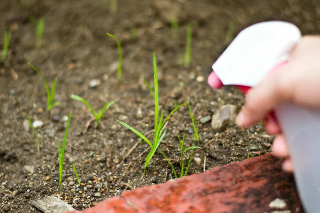 Plevely uschnou najednou: rozřeďte sklenici na kbelík a zalijte večer – nepoznáte svou zahradu
