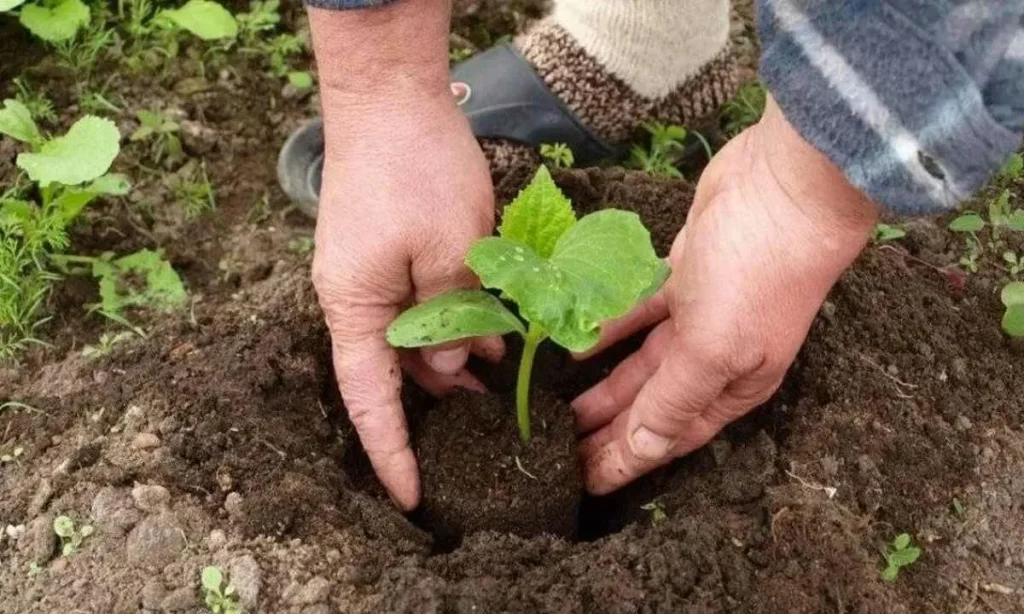 Po zasazení okurek do půdy je zalijte směsí tohoto prášku a dešťové vody.