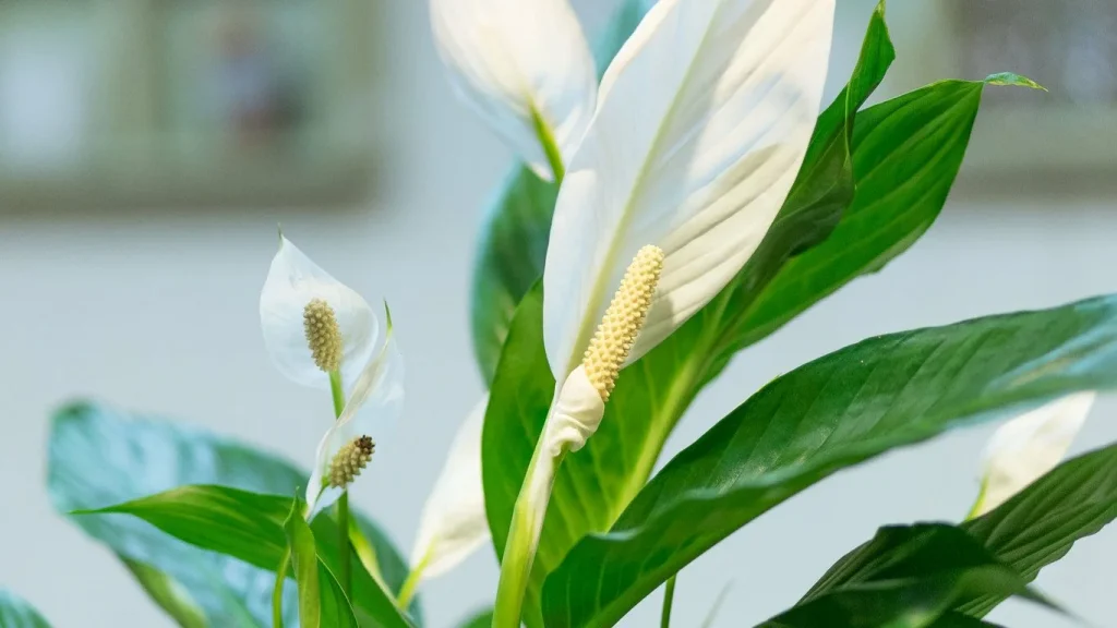 Místo toho, abyste spathiphyllum zasadili do košíku, zasaďte jej do květináče. Velmi brzy z něj vyrostou krásné bílé květy.