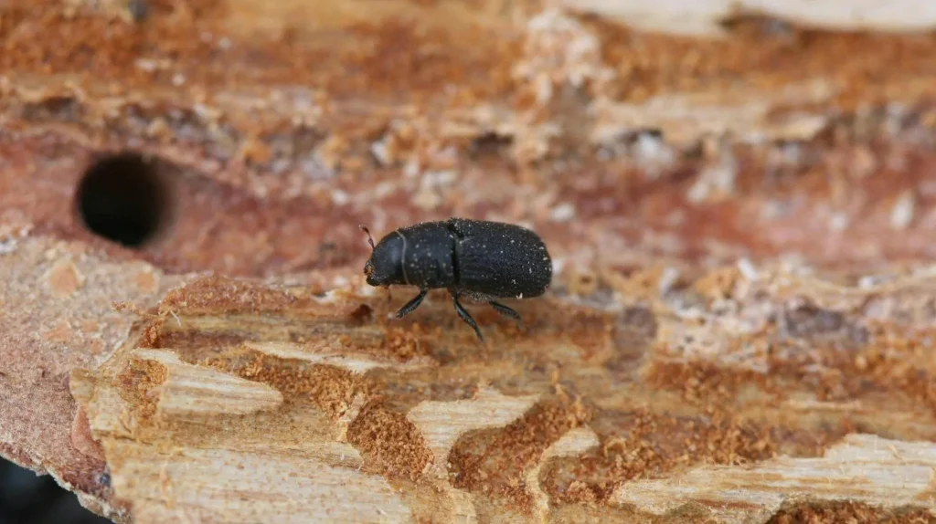 Žraví škůdci napadají zeleninu. Zahradníci mají řešení tohoto problému. Nesnášejí tento zápach.
