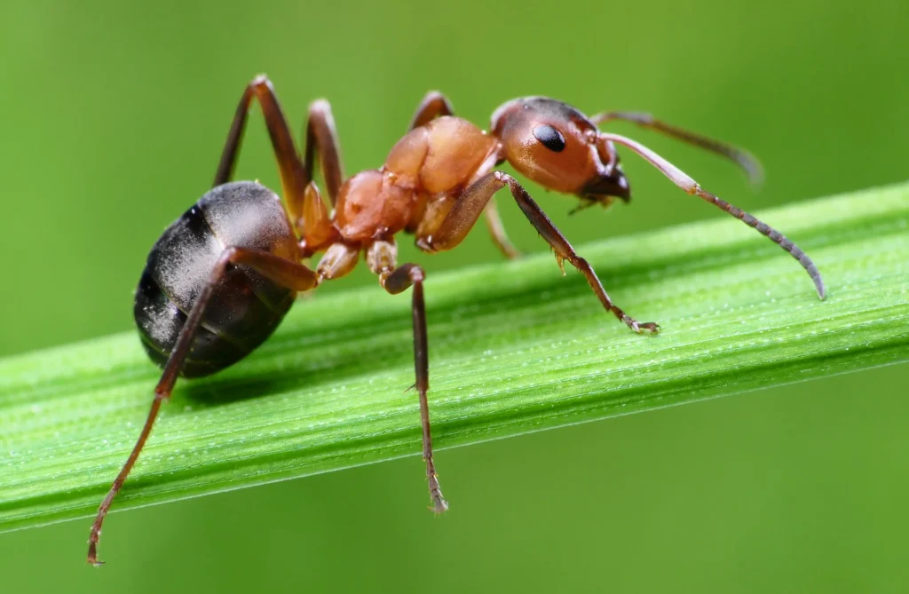 Domácí insekticid vyrobený z 1 kuchyňské ingredience, který ničí mravence napadající vaše zahradní rostliny.