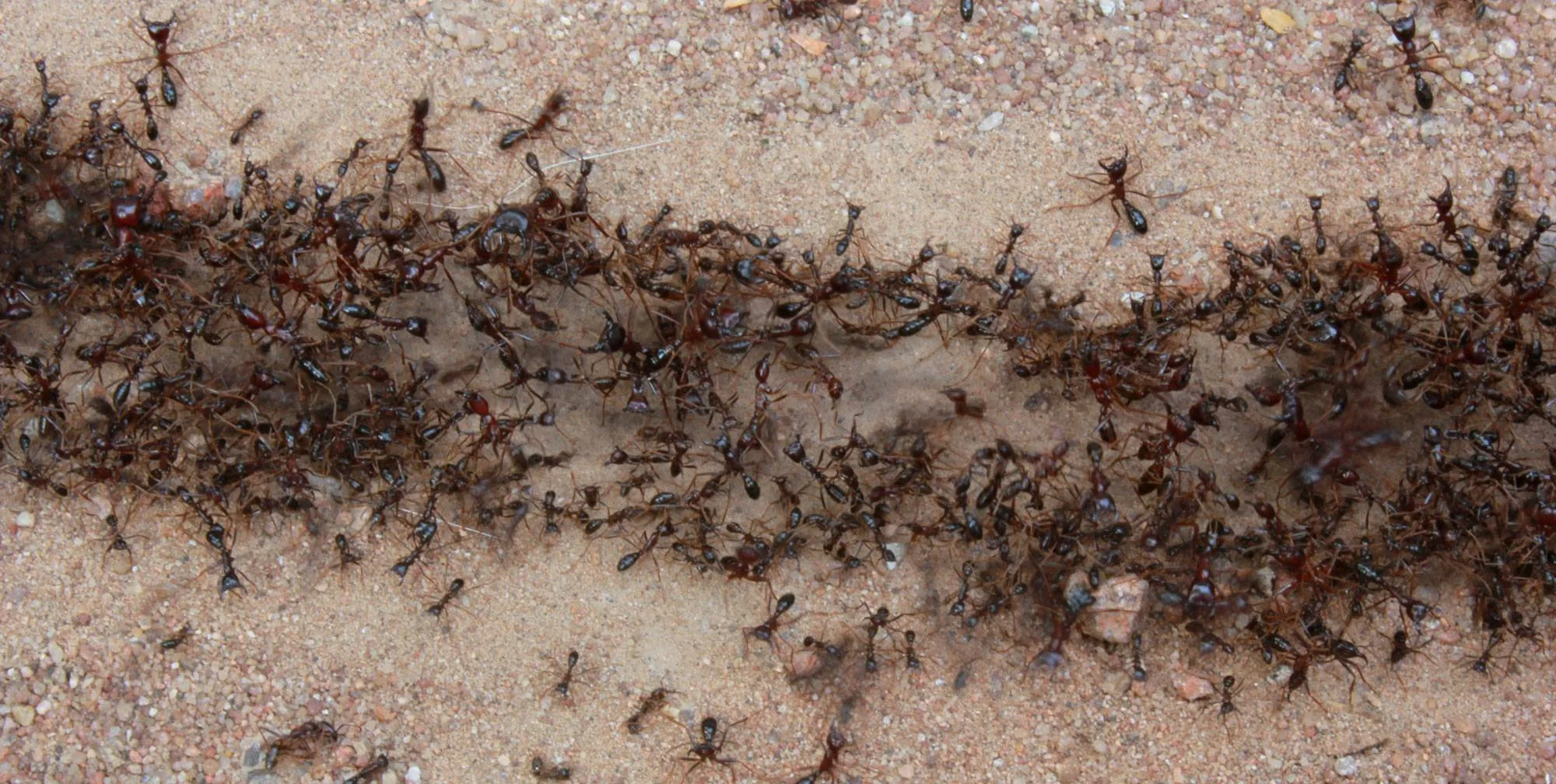 Domácí insekticid vyrobený z 1 kuchyňské ingredience, který ničí mravence napadající vaše zahradní rostliny.