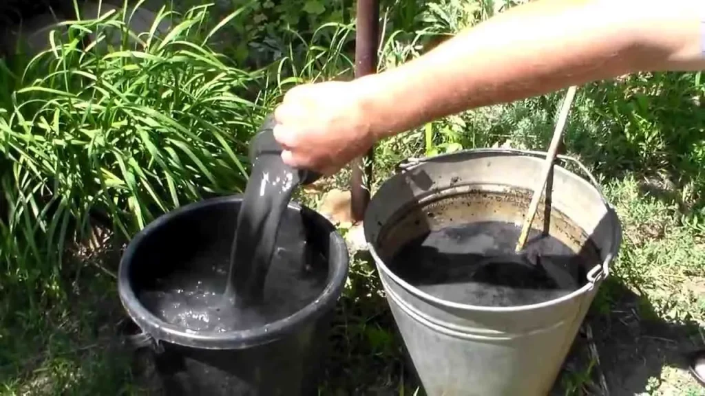 Proč vám nerostou lilky: jedna chyba zničí celou úrodu