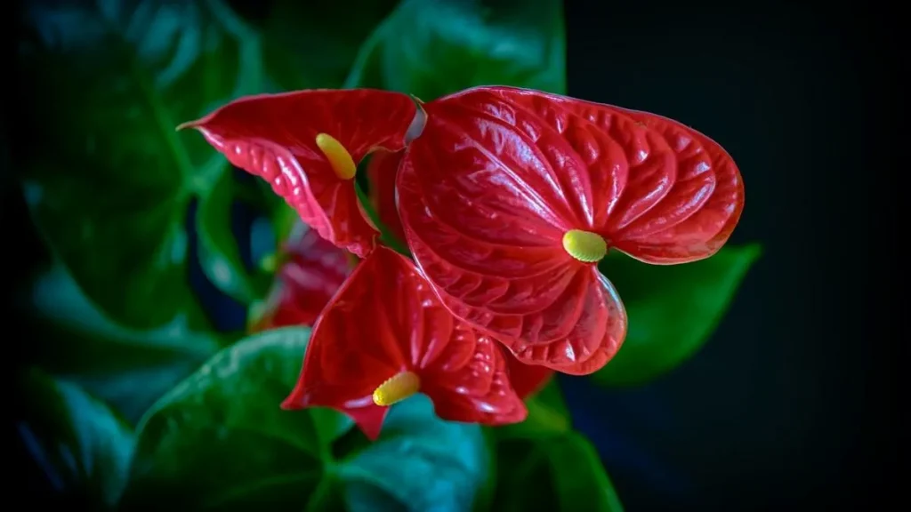Smíchejte 1 lžíci s vodou a ihned nalijte do květináče s anthuriem. Začne kvést jeden květ za druhým. Hnojivo pro anthurium pro kvetení