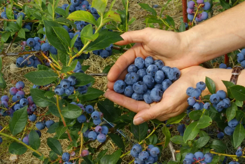 Vyroste každému! Tajemství borůvek, o kterých mlčí i zkušení zahradníci